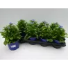 Myosotis sylvatica Mon Amie