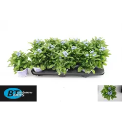 Myosotis sylvatica Mon Amie