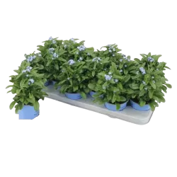 Miškinė neužmirštuolė - Myosotis sylvatica Mon Amie