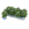 Myosotis sylvatica Mon Amie