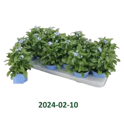 Miškinė neužmirštuolė - Myosotis sylvatica Mon Amie