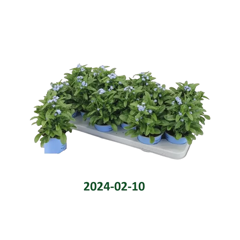 Myosotis sylvatica Mon Amie