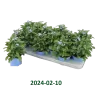 Miškinė neužmirštuolė - Myosotis sylvatica Mon Amie