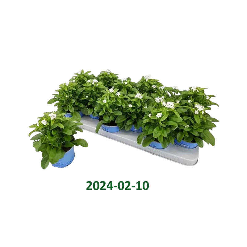 Myosotis sylvatica Mon Amie