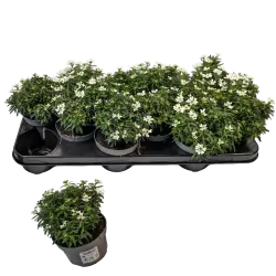 Visžalė rūdgrūdėlė - Iberis sempervirens