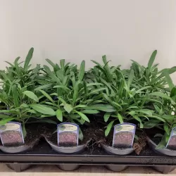 Tvertikas - Erysimum linifolium