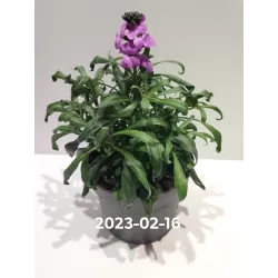 Tvertikas - Erysimum linifolium