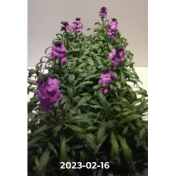 Tvertikas - Erysimum linifolium