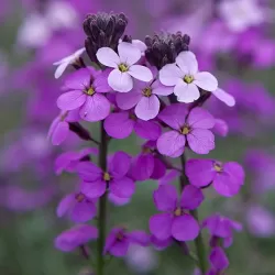 Erysimum lin.