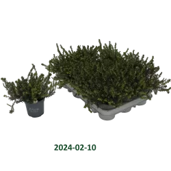 Erika - Erica darleyensis ROSALENA