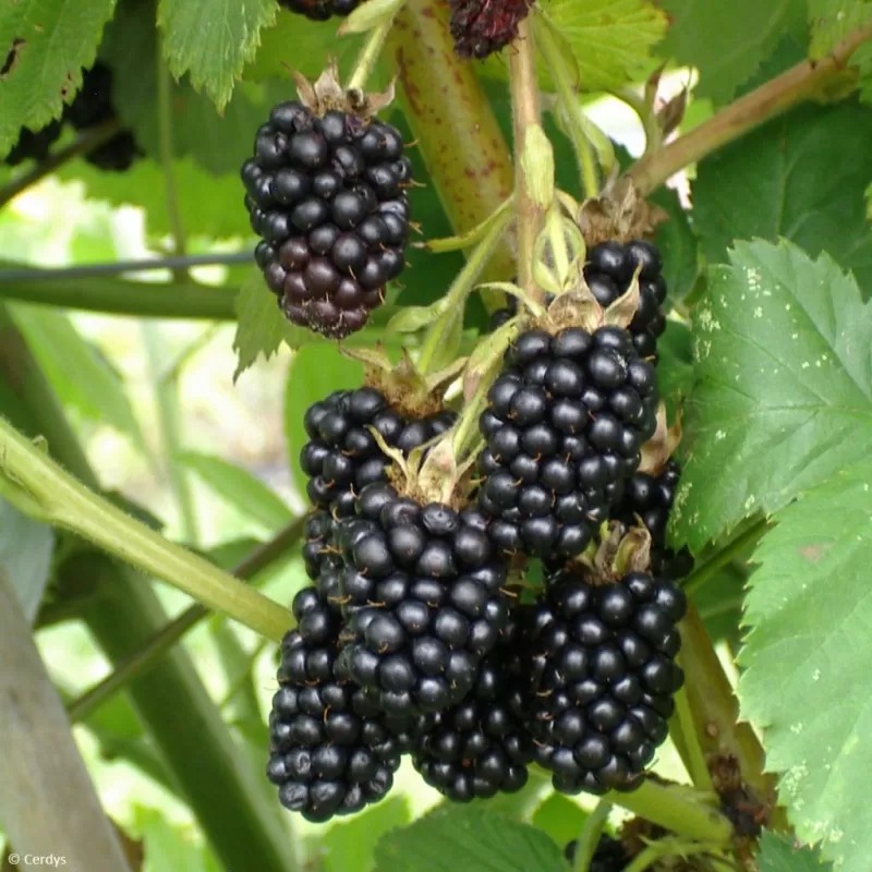 Gervuogė THORNFREE - augalai internetu