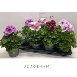 Pelargonija - 	Pelargonium Grandiflorum BELLADONNA MIX