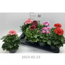 Pelargonija - 	Pelargonium Grandiflorum BELLADONNA MIX