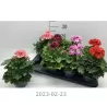 Pelargonija - 	Pelargonium Grandiflorum BELLADONNA MIX