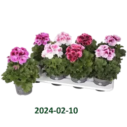 Pelargonija - 	Pelargonium Grandiflorum BELLADONNA MIX