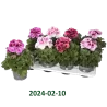 Pelargonija - 	Pelargonium Grandiflorum BELLADONNA MIX