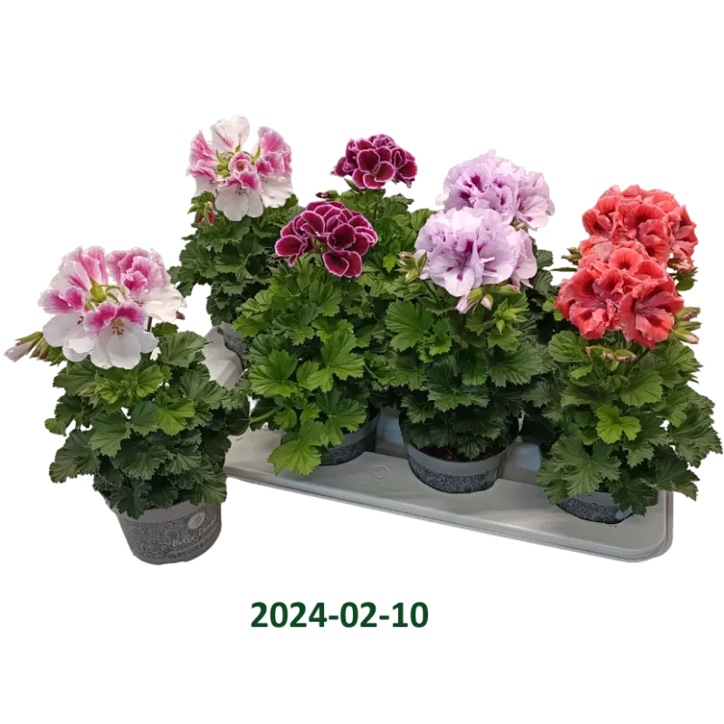 Pelargonija - 	Pelargonium Grandiflorum BELLADONNA MIX