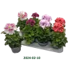 Pelargonija - 	Pelargonium Grandiflorum BELLADONNA MIX