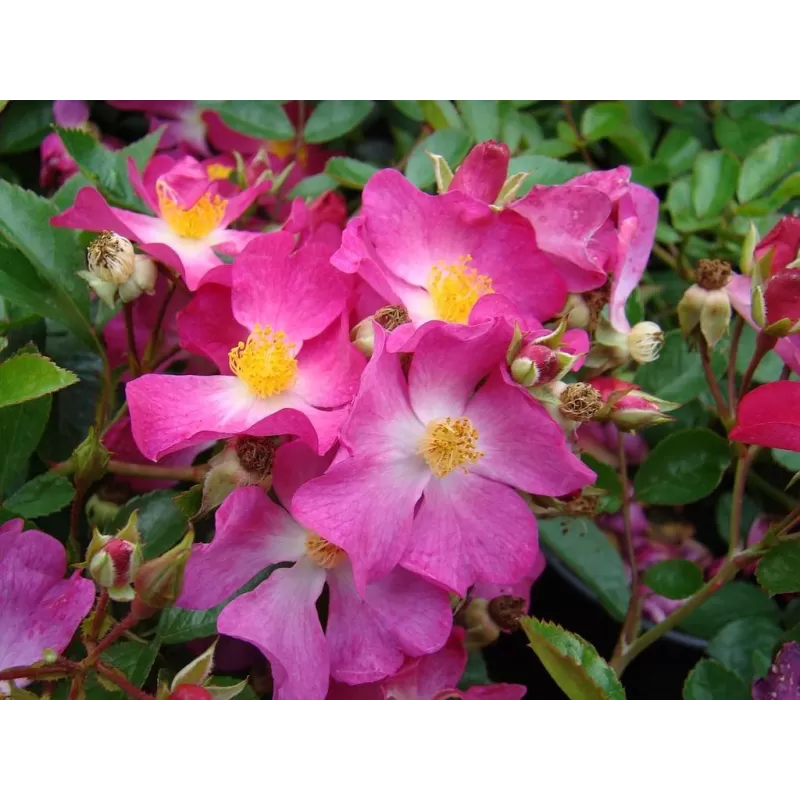 Rožė - Rosa FIL DE SAISON Rožė - Rosa FIL DE SAISON