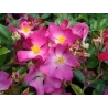 Rožė - Rosa FIL DE SAISON