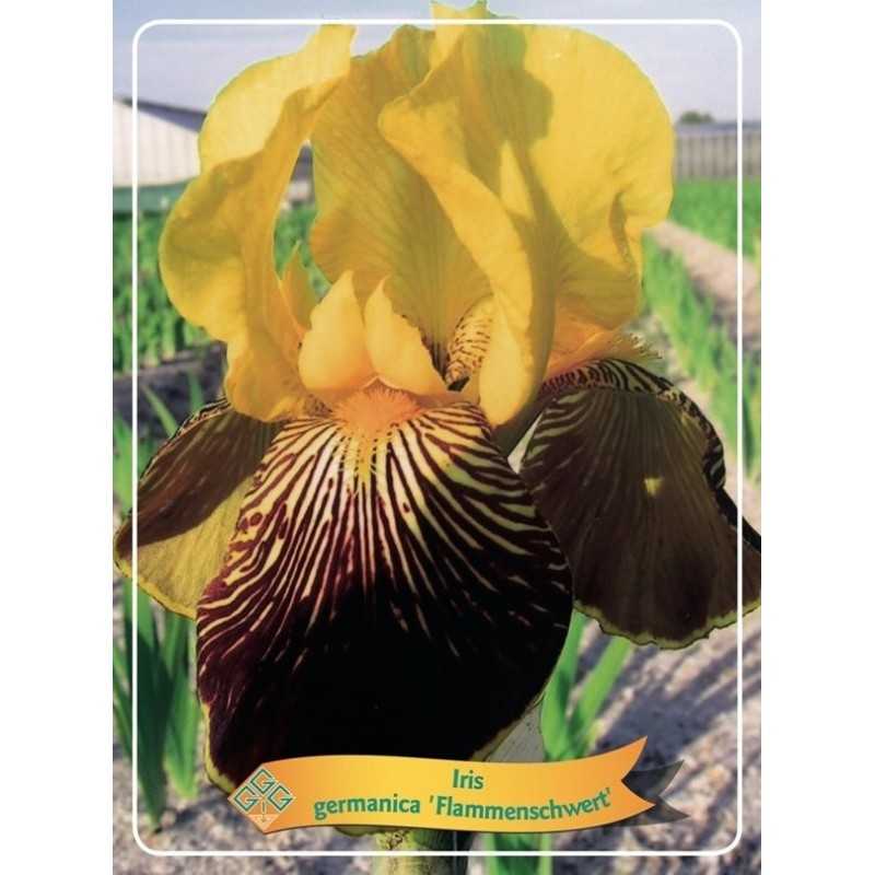 Iris germanica FLAMMENSCHWERT