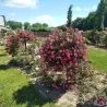 Rožė - Rosa FIL DE SAISON