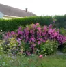 Rožė - Rosa FIL DE SAISON