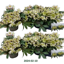 Helleborus x ericsmithii HGC Monte Christo