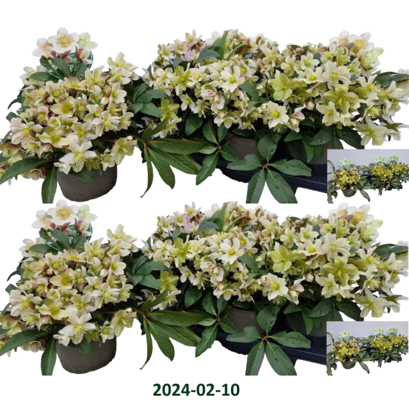 Čėras (eleboras) - Helleborus x ericsmithii HGC Monte Christo