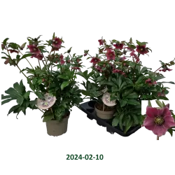Čėras (eleboras) - Helleborus VIV Eloisa