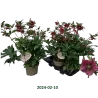 Helleborus VIV Eloisa