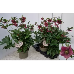 Helleborus VIV Eloisa