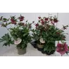 Helleborus VIV Eloisa