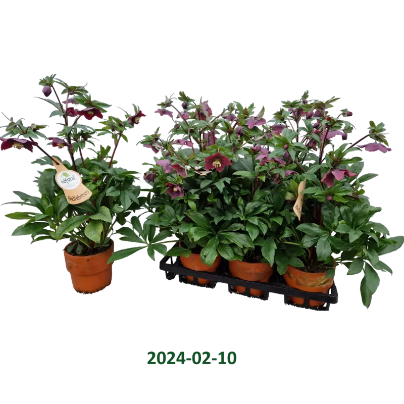 Čėras (eleboras) - Helleborus VIV Victoria