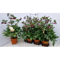 Helleborus VIV Victoria