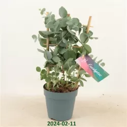 Eukaliptas - Eucalyptus pulverulenta SILVER DOLLAR