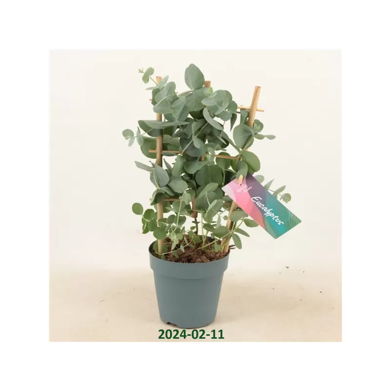 Eukaliptas - Eucalyptus pulverulenta SILVER DOLLAR