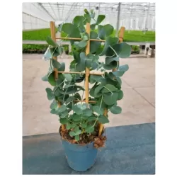 Eukaliptas - Eucalyptus pulverulenta SILVER DOLLAR