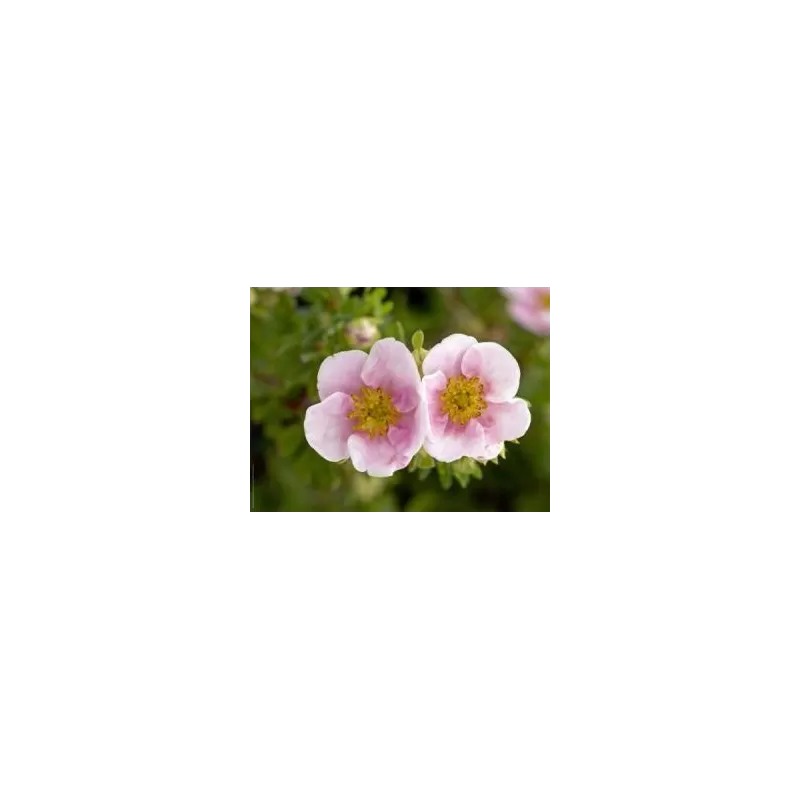 Krūminė sidabražolė (sidabrakrūmis) Potentilla f. Pink Queen