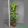 Lyralapis fikusas - Ficus lyrata BAMBINO