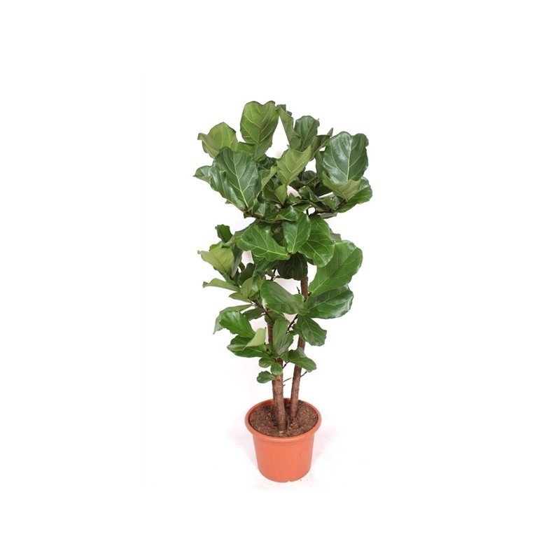 Lyralapis fikusas - Ficus lyrata