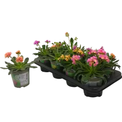 Lewisia cotyledon MOUNTAIN DREAMS