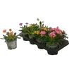 Lewisia cotyledon MOUNTAIN DREAMS