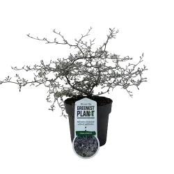 Kaulelinė korokija - Corokia cotoneaster