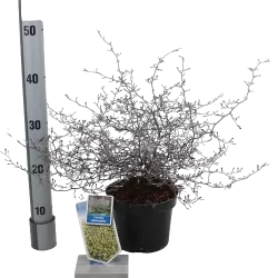 Kaulelinė korokija - Corokia cotoneaster