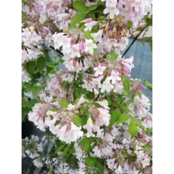 Kolkwitzia amabilis PINK CLOUD