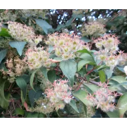 Kolkwitzia amabilis PINK CLOUD