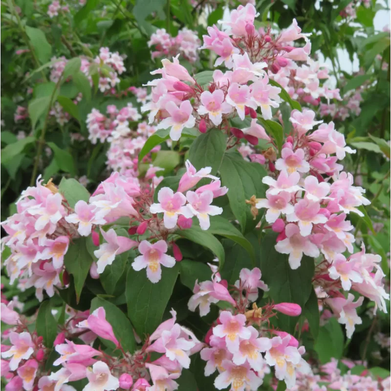 Kolkwitzia amabilis PINK CLOUD