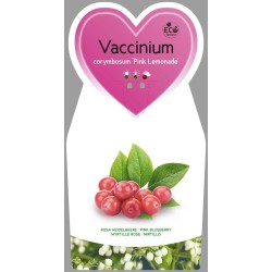 Highbush Blueberry - Vaccinium corymbosum PINK BERRY