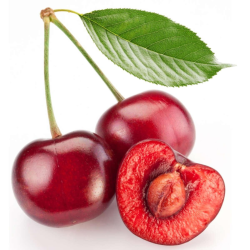 Sweet cherry - Prunus avium SYLVIA